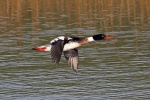 Red breasted merganser