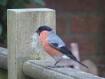 Bullfinch