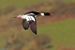 Red breasted merganser
