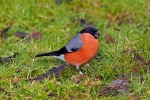 Bullfinch