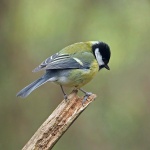 Great tit