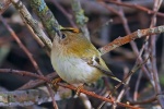 Goldcrest