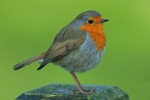 Robin