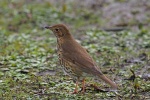 Song thrush