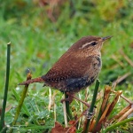 Wren
