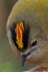 Goldcrest