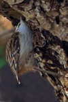 Tree creeper