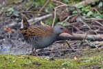 Water rail