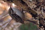 Tree creeper