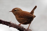 Wren