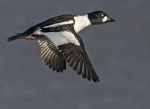 Goldeneye - Bucephala glangula.jpg