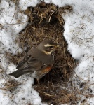 Redwing