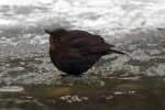 Blackbird