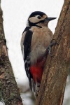 Great spotted woodpecker