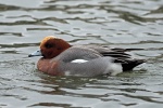 Wigeon