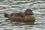 Eider duck