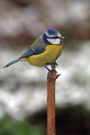 Blue tit