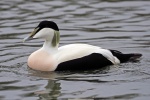Eider duck