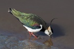 Lapwing