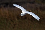 Little egret