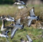 Black-tailed Godwits