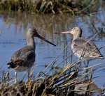 Black-tailed Godwits
