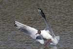 Black headed gull