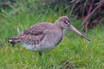 Black tailed godwit