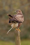 Common buzzard