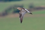 Curlew