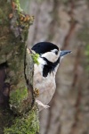 Great spotted woodpecker