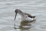 Greenshank