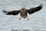 Greylag goose