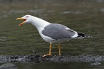 Lesser black backed gull