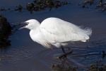 Little egret