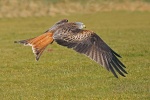 Red kite