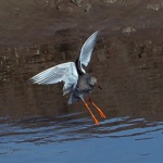 Redshank
