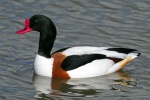 Shelduck