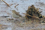 Water pipit