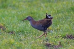 Water rail