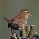 Wren