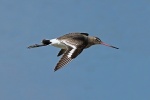 Black tailed godwit