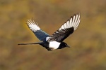 Magpie