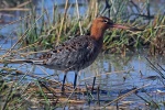 Black tailed godwit
