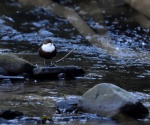 Dipper