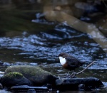 Dipper