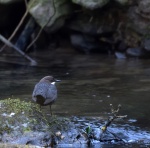 Dipper