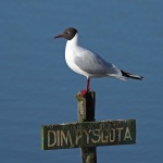 Black headed gull