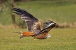 Red kite