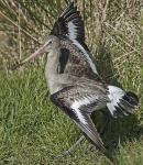 Black-tailed godwit - Limosa limosa.jpg